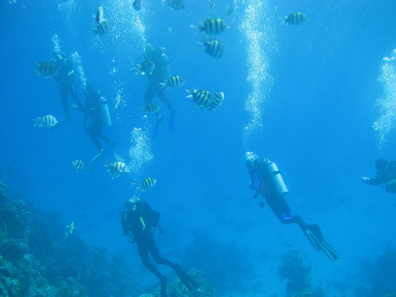 Sharm-el-Sheikh 168.jpg - Coral reef - Rifes de Coral - Korallenriff
Sharm-el-Sheikh Egypt - Egipto